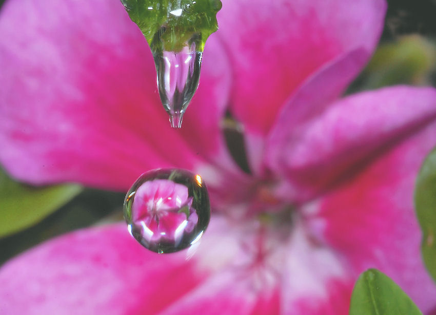 Sfocato......nitido?.....ambedue.....